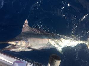 Click image for larger version. 

Name:	20DecMarlin3.jpg 
Views:	0 
Size:	50.0 KB 
ID:	111846