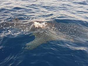 Click image for larger version. 

Name:	Whale Shark1.jpg 
Views:	11 
Size:	39.3 KB 
ID:	118129