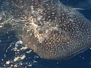 Click image for larger version. 

Name:	Whale Shark2.jpg 
Views:	12 
Size:	46.3 KB 
ID:	118130