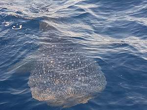 Click image for larger version. 

Name:	Whale Shark3.jpg 
Views:	12 
Size:	38.5 KB 
ID:	118131