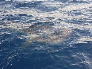 Click image for larger version. 

Name:	Whale Shark4.jpg 
Views:	13 
Size:	39.4 KB 
ID:	118132