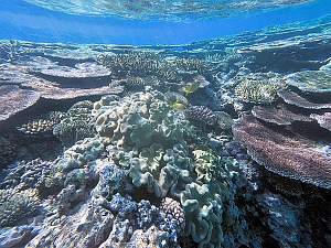 Click image for larger version. 

Name:	coral garden.jpg 
Views:	4 
Size:	102.3 KB 
ID:	124433