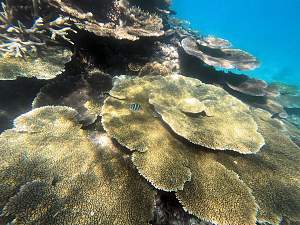 Click image for larger version. 

Name:	more coral.jpg 
Views:	5 
Size:	100.9 KB 
ID:	124434