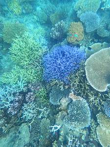 Click image for larger version. 

Name:	nice coral pelorus.jpg 
Views:	9 
Size:	102.1 KB 
ID:	124873