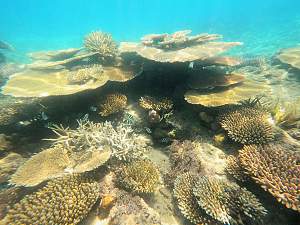 Click image for larger version. 

Name:	more nice coral pelorus.jpg 
Views:	11 
Size:	99.5 KB 
ID:	124874