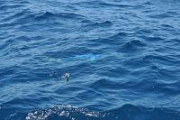 Click image for larger version. 

Name:	Dolphin Fish on a Tropic Angler lure.jpg 
Views:	3 
Size:	71.7 KB 
ID:	73704