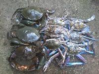 Click image for larger version. 

Name:	muddies xmas day 2011 002.jpg 
Views:	3 
Size:	96.3 KB 
ID:	75007