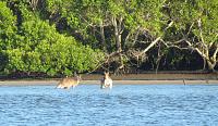 Click image for larger version. 

Name:	Pine Kangaroos 1.jpg 
Views:	11 
Size:	92.2 KB 
ID:	78712