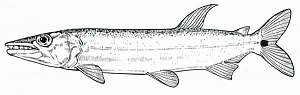 Click image for larger version. 

Name:	Pike-Characin-600.jpg 
Views:	50 
Size:	16.9 KB 
ID:	82118