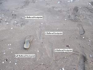 Click image for larger version. 

Name:	footprint.JPG 
Views:	0 
Size:	88.4 KB 
ID:	93660