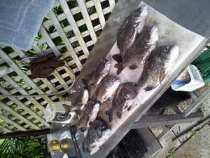 Click image for larger version. 

Name:	2013-06-16 black bream (350x263).jpg 
Views:	0 
Size:	17.9 KB 
ID:	93778