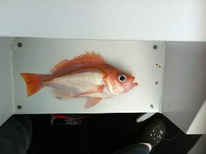 Click image for larger version. 

Name:	Sharphead Perch.jpg 
Views:	0 
Size:	23.7 KB 
ID:	94891